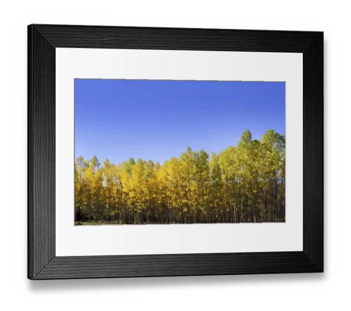 Framed Print : Autumn early fall forest with yellow poplar trees in a row Framed Print : Autumn early fall forest with yellow poplar trees in a row