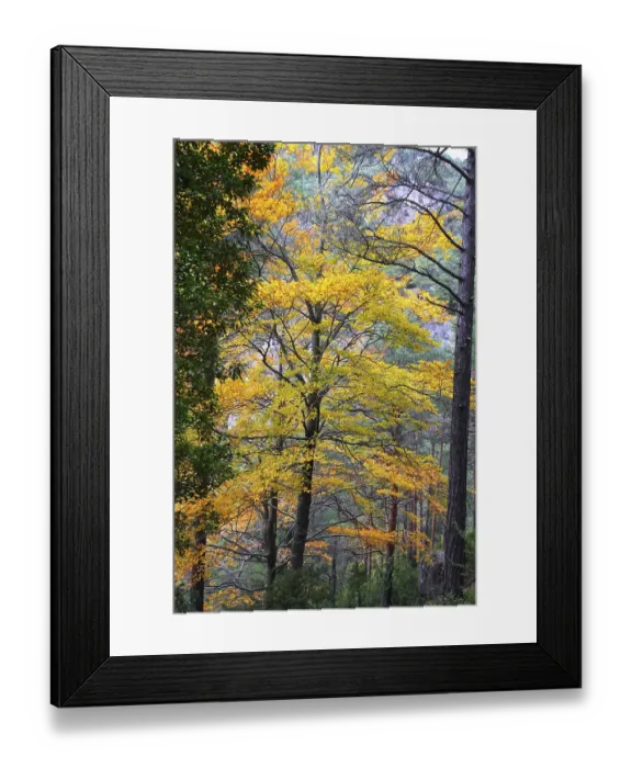 Framed Print : Autumn fall colorful golden yellow leaves from a beech trees forest