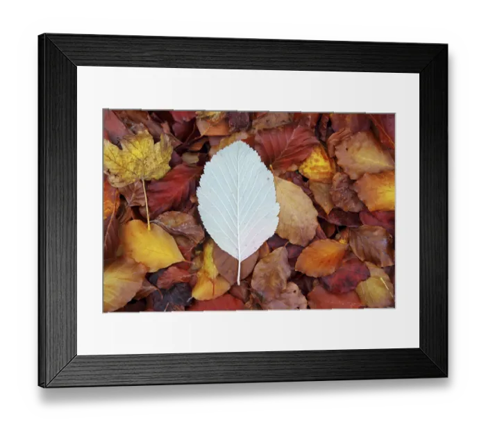 Framed Print : Autumn beech forest leaves yellow red golden floor colorful