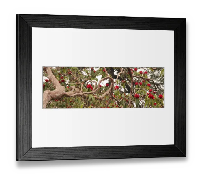 Framed Print : Detail of a red Laligurans tree in Nepal Framed Print : Detail of a red Laligurans tree in Nepal
