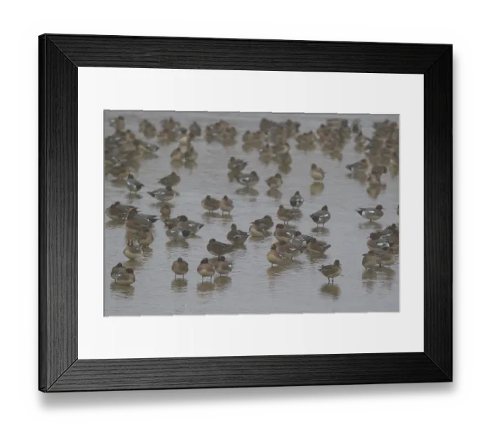 Framed Print : Eurasian Wigeon (Mareca penelope), Netherlands
