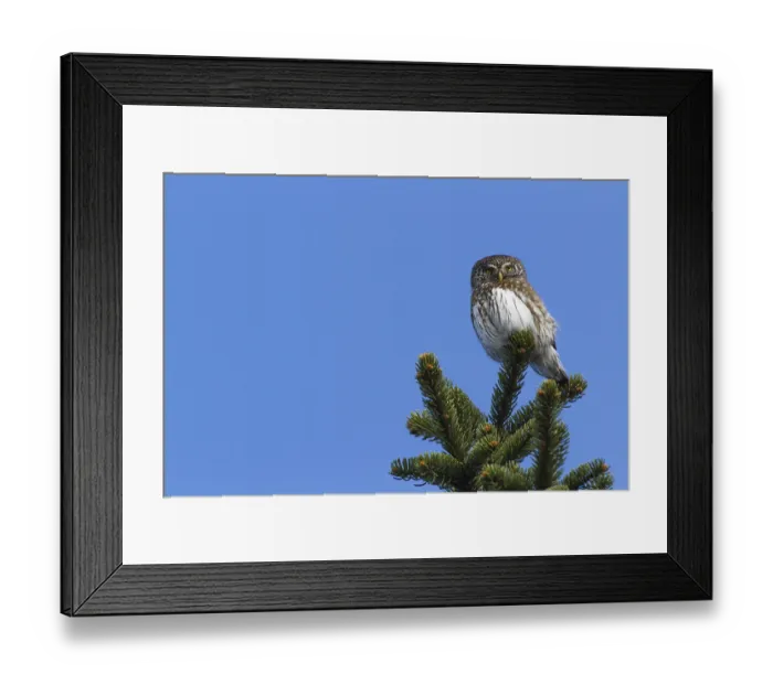 Framed Print : Eurasian Pygmy Owl (Glaucidium passerinum) male