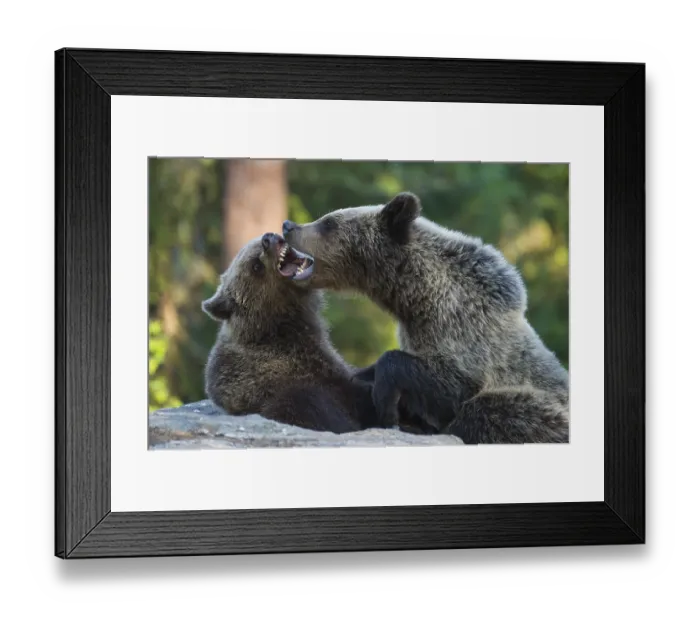 Framed Print : Eurasian Brown Bear (Ursus arctos) two fighting in forest