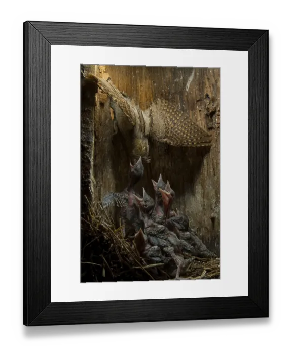 Framed Print : Eurasian Wryneck (Jynx torquilla) feeding chicks in nesting box