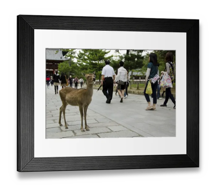 Framed Print : Sika Deer on a stonepath in Nara with tourists Framed Print : Sika Deer on a stonepath in Nara with tourists