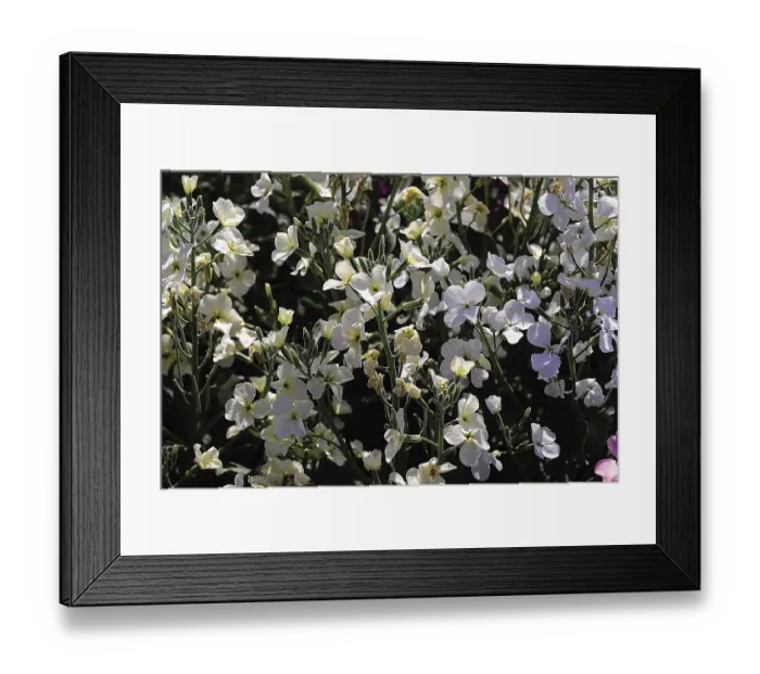 Framed Print : White flowering tree, india, asia Framed Print : White flowering tree, india, asia