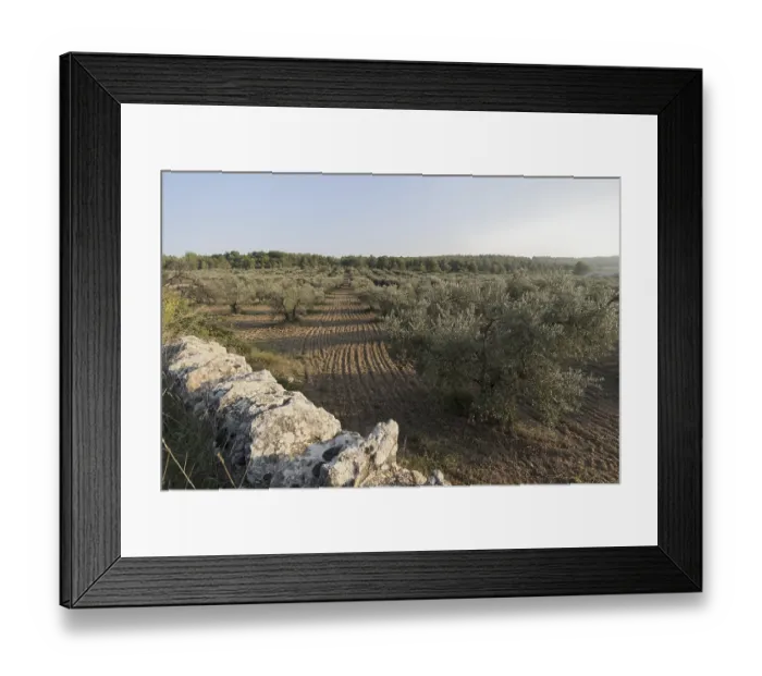 Framed Print : Olive grove (Olea europaea)