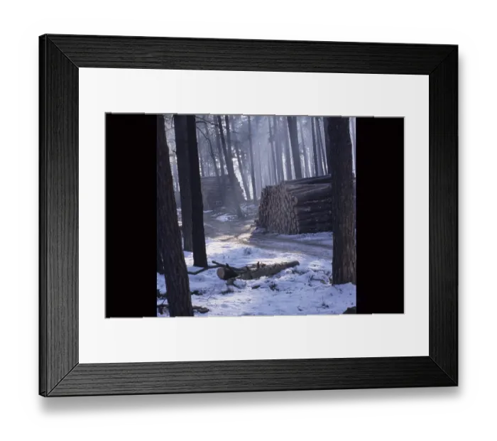 Framed Print : Tree trunks