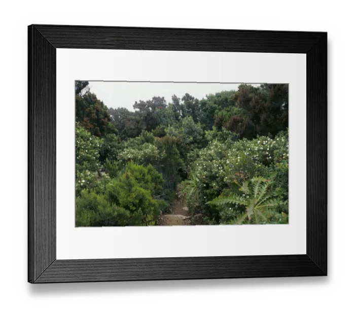 Framed Print : Path through the laurel forest