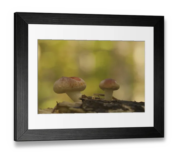 Framed Print : Sulphur tuft (Hypholoma fasciculare)