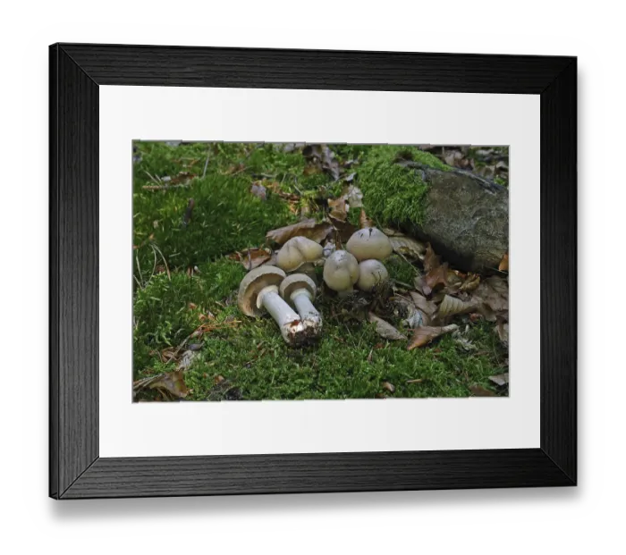 Framed Print : Ripe mushroom (Rozites caperstus) Framed Print : Ripe mushroom (Rozites caperstus)