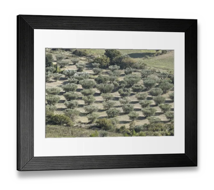 Framed Print : Olive grove (Olea europaea)