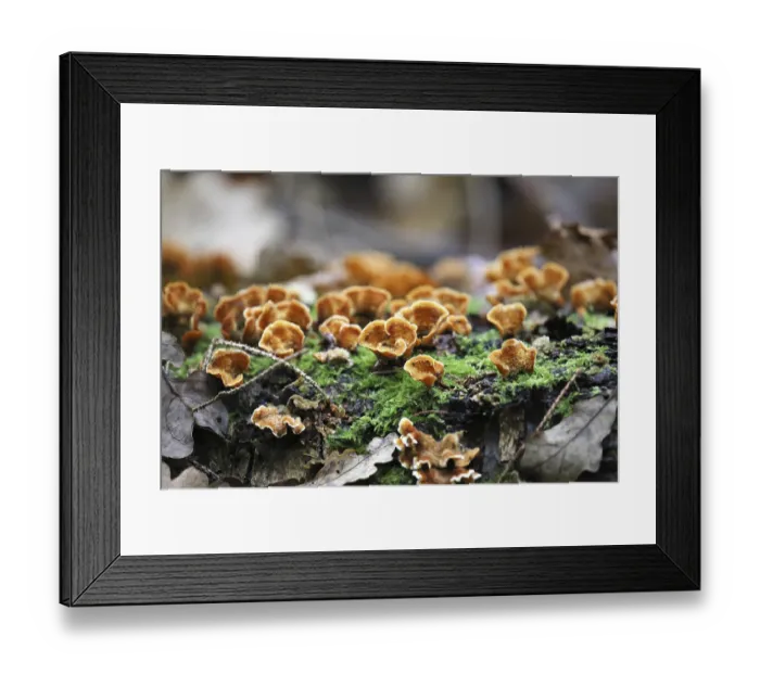 Framed Print : Shaggy layer fungus (Stereum hirsutum)