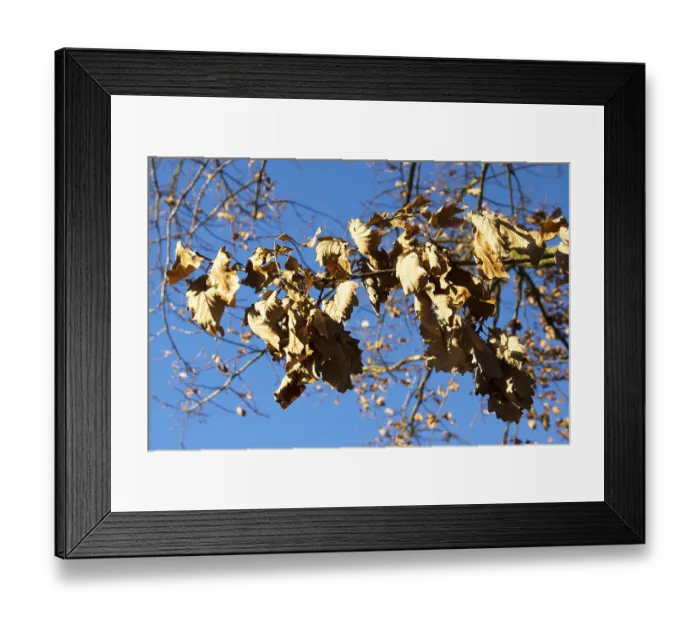 Framed Print : Dry leaves on a tree