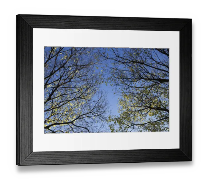 Framed Print : Autumn trees top in forest, blue sky shining through leaves Framed Print : Autumn trees top in forest, blue sky shining through leaves