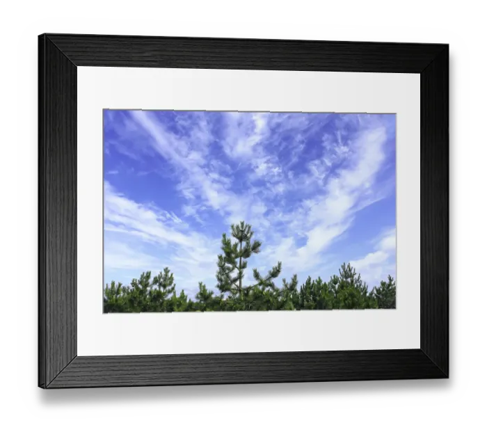 Framed Print : Beautiful saturated cloudscape under the pine forest