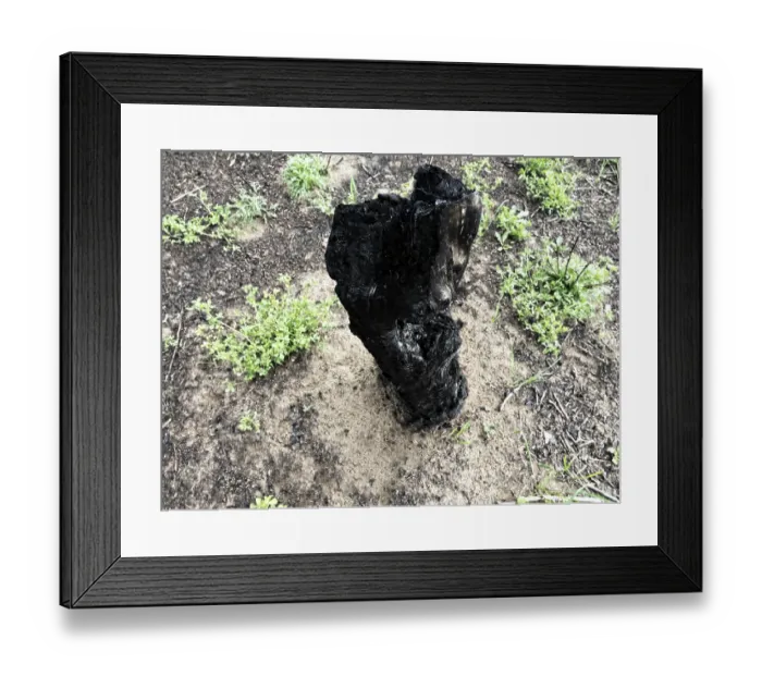 Framed Print : Forestry. Burnt tree trunks after a forest fire that took place three years ago