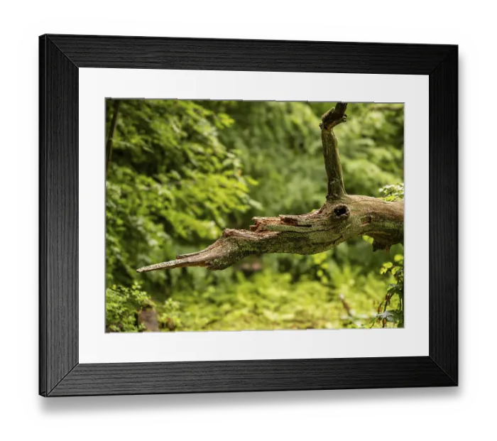 Framed Print : Broken tree branch in the shape of an animal head Framed Print : Broken tree branch in the shape of an animal head