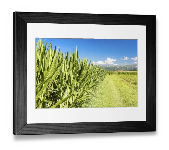 Framed Print : Agricultural landscape. Field of corn Framed Print : Agricultural landscape. Field of corn
