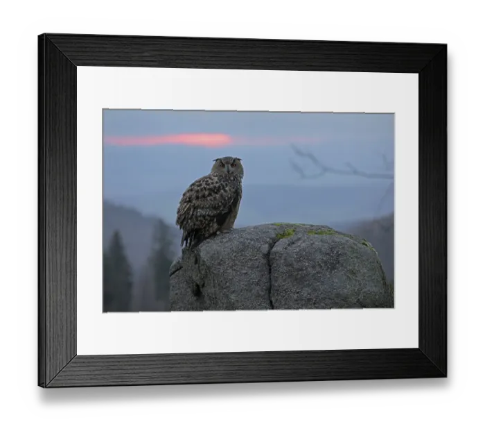 Framed Print : Europaeischer Uhu, lat. Bubo bubo