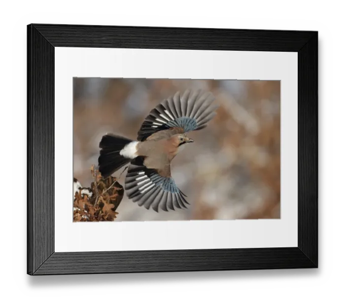 Framed Print : Eurasian Jay (Garrulus glandarius) flying Framed Print : Eurasian Jay (Garrulus glandarius) flying