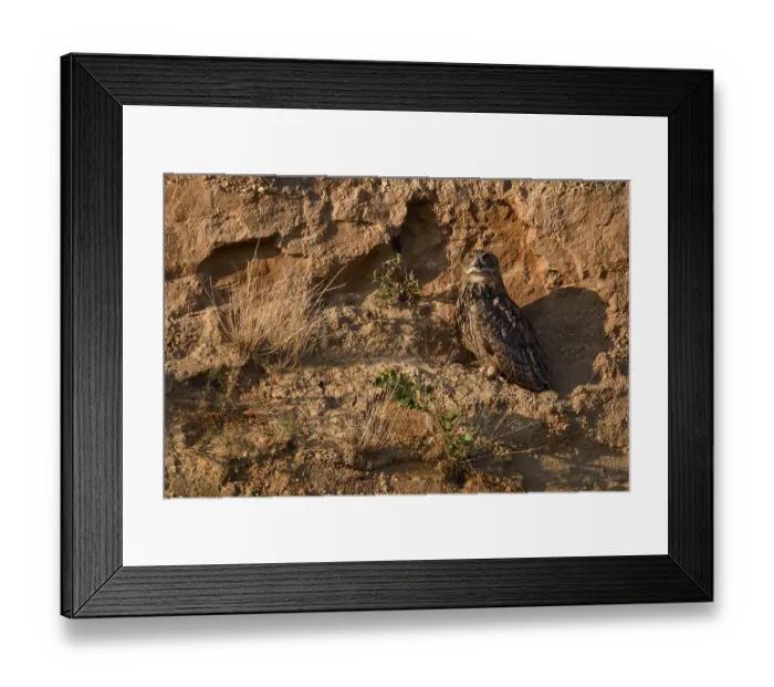 Framed Print : Eurasian Eagle-Owl (Bubo bubo) perched on the ground