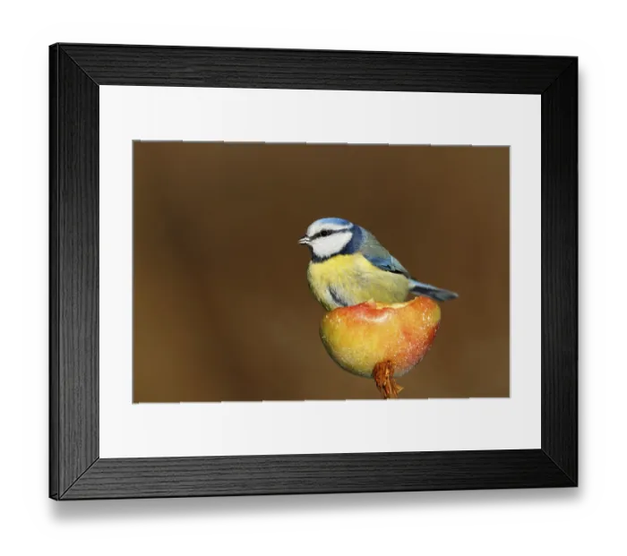 Framed Print : Eurasian Blue Tit (Cyanistes caeruleus) on an apple Framed Print : Eurasian Blue Tit (Cyanistes caeruleus) on an apple