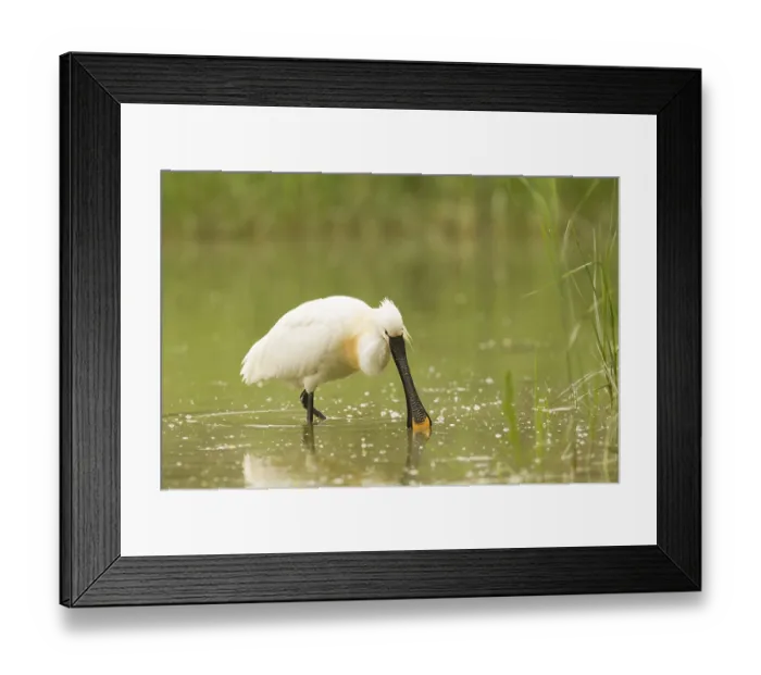 Framed Print : Eurasian Spoonbill (Platalea leucorodia) Framed Print : Eurasian Spoonbill (Platalea leucorodia)