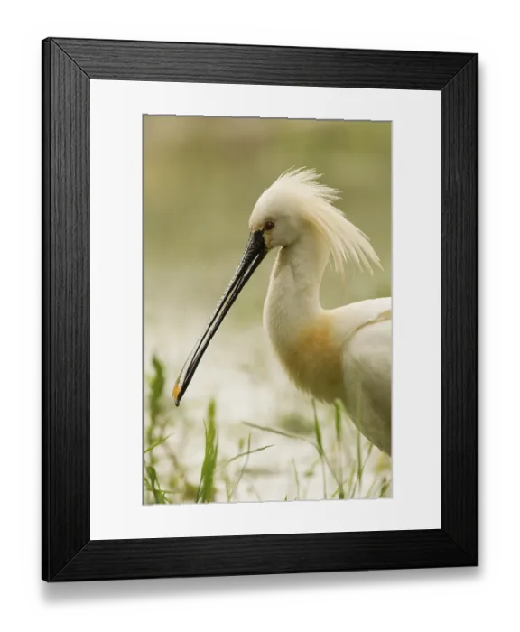Framed Print : Eurasian Spoonbill (Platalea leucorodia) Framed Print : Eurasian Spoonbill (Platalea leucorodia)
