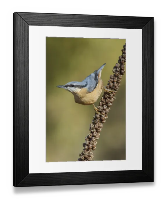 Framed Print : Eurasian Nuthatch (Sitta europaea)