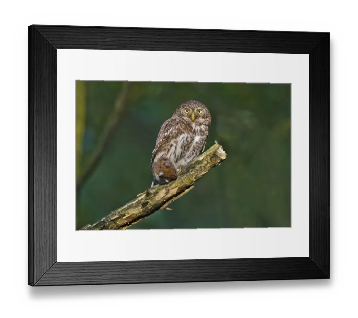 Framed Print : Eurasian Pygmy Owl (Glaucidium passerinum) female perched on a branch with prey