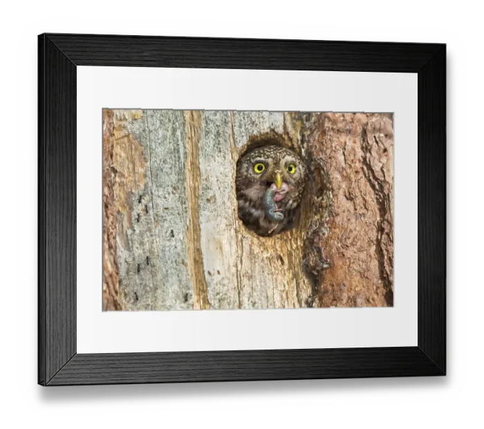 Framed Print : Eurasian Pygmy Owl (Glaucidium passerinum) female looking out of breeding cavity with food in beak