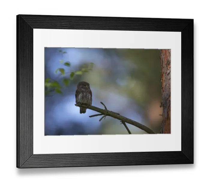 Framed Print : Eurasian Pygmy Owl (Glaucidium passerinum)