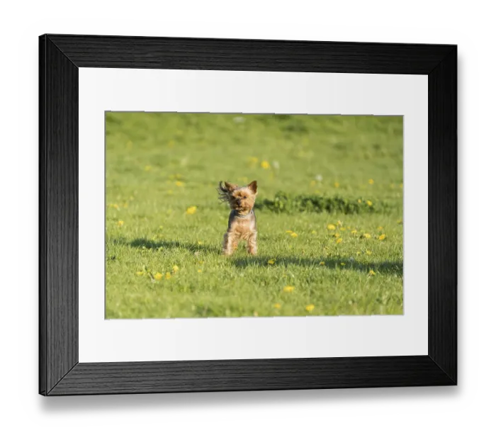 Framed Print : Purebred york dog stands on the green meadow