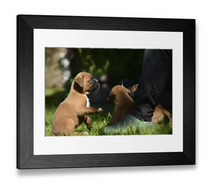 Framed Print : Boxer puppies