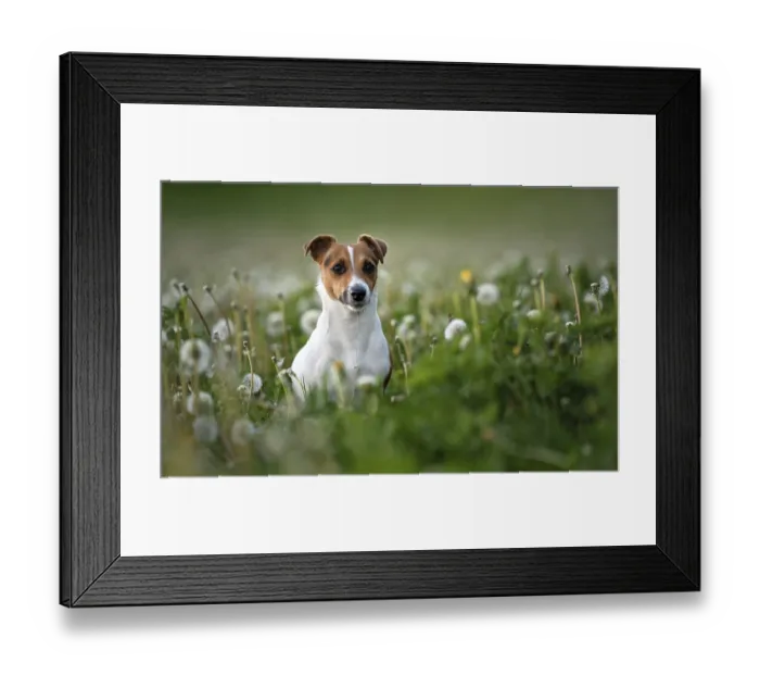 Framed Print : Small Jack Russell terrier sitting in green grass meadow