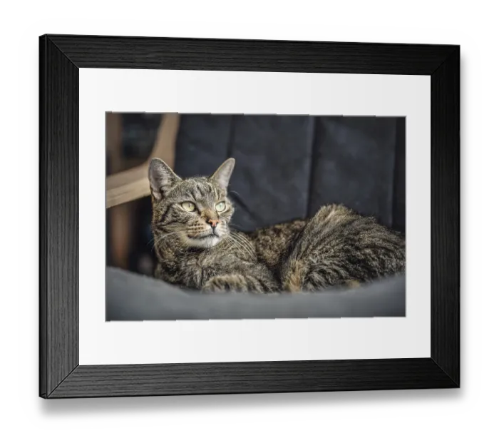 Framed Print : Gray brown tabby cat resting on armchair