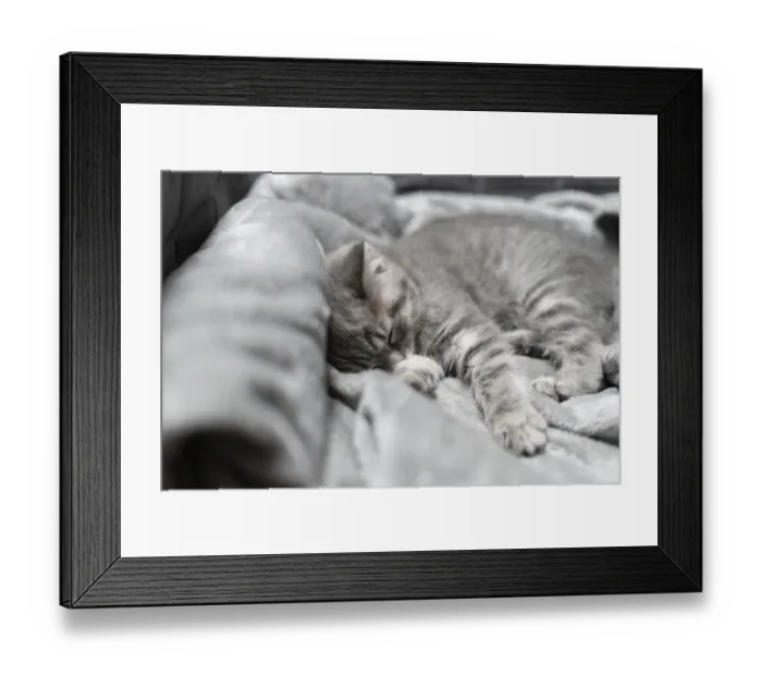 Framed Print : Adorable little pet. Cute child animal Framed Print : Adorable little pet. Cute child animal