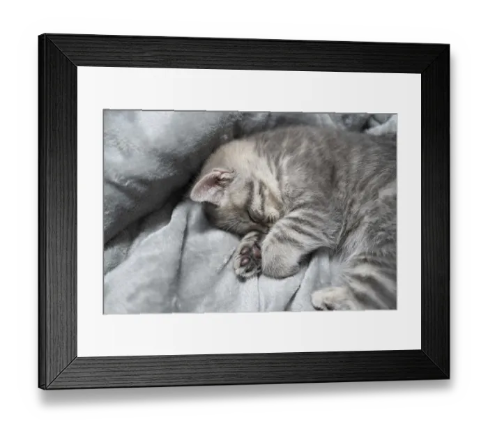 Framed Print : Schlaf Katze, perfekter Traum. Tierkind schlief ein Framed Print : Schlaf Katze, perfekter Traum. Tierkind schlief ein