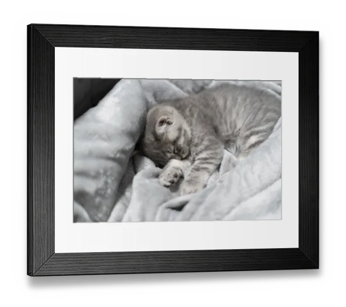 Framed Print : Small gray Scottish Straight kitten sleeps sweetly on gray bedspread on sofa Framed Print : Small gray Scottish Straight kitten sleeps sweetly on gray bedspread on sofa