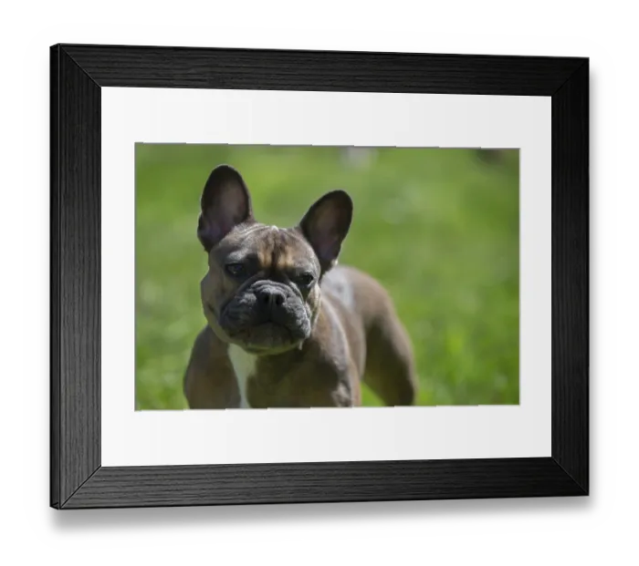 Framed Print : Luxurious French bulldog of noble blood on a green lawn