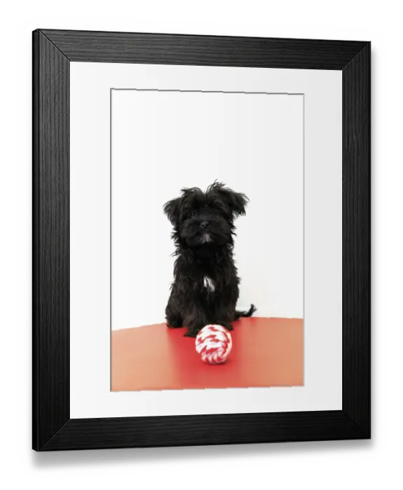 Framed Print : Black Yorktese puppy dog wakeful on red sofa and ready to play with ball