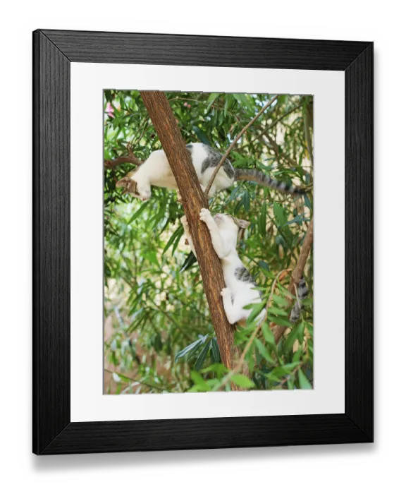 Framed Print : Two cats climbing on the tree