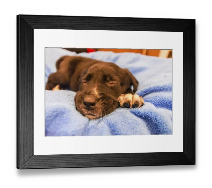 Framed Print : Labrador retriever puppy on blue blanket Framed Print : Labrador retriever puppy on blue blanket