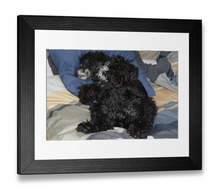 Framed Print : Cocker Spaniel Dog Sleeping in the Bed Framed Print : Cocker Spaniel Dog Sleeping in the Bed