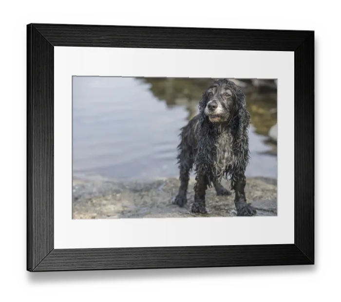 Framed Print : Cute Wet and Dirty Dog Framed Print : Cute Wet and Dirty Dog