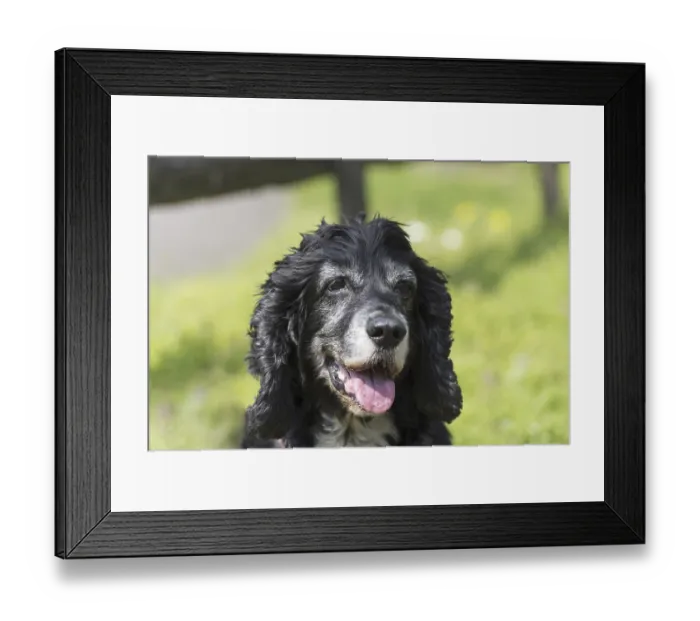 Framed Print : Cute Dog in a Sunny day Framed Print : Cute Dog in a Sunny day