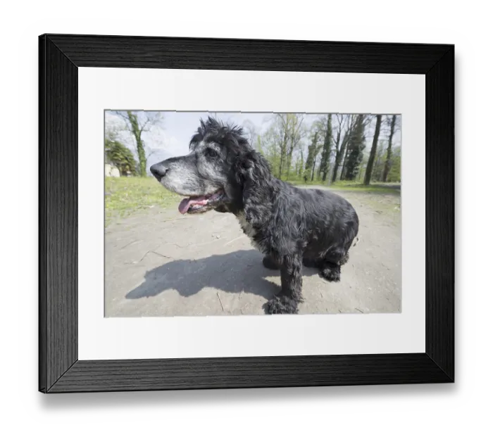 Framed Print : Dog Sitting Down with Shadow Framed Print : Dog Sitting Down with Shadow