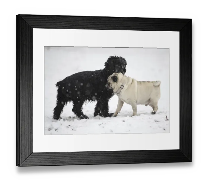 Framed Print : Two Dogs Greeting Each Other in a Snowy Winter Day in Locarno