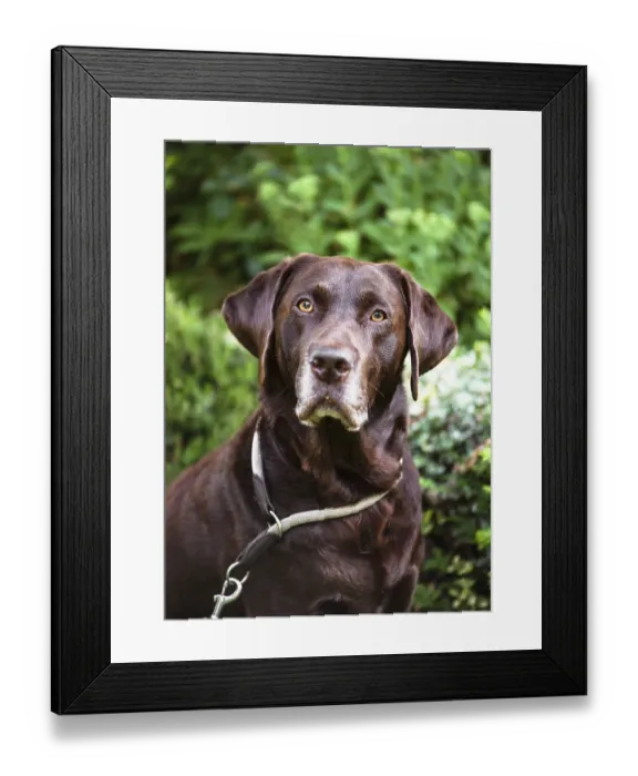 Framed Print : Brown Labrador Retriever dog with a serious expression